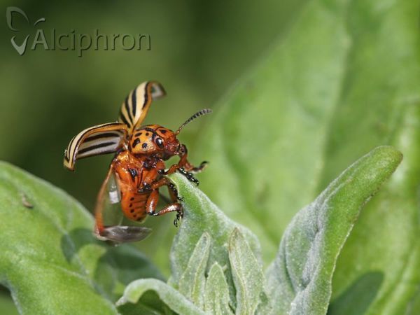 Leptinotarsa decemlineata