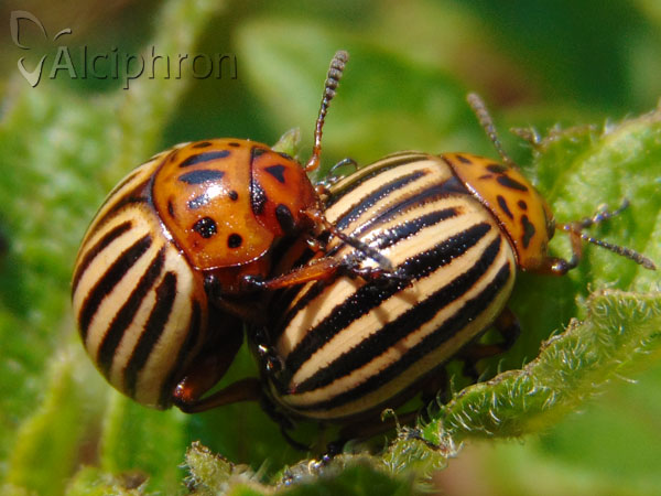 Leptinotarsa decemlineata