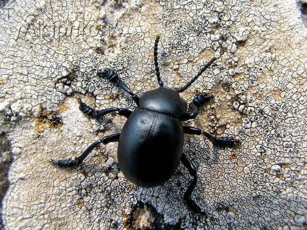 Timarcha tenebricosa