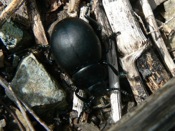 Timarcha tenebricosa