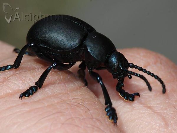 Timarcha tenebricosa