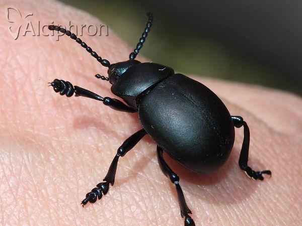 Timarcha tenebricosa