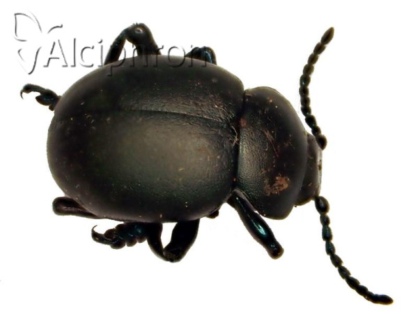 Timarcha tenebricosa