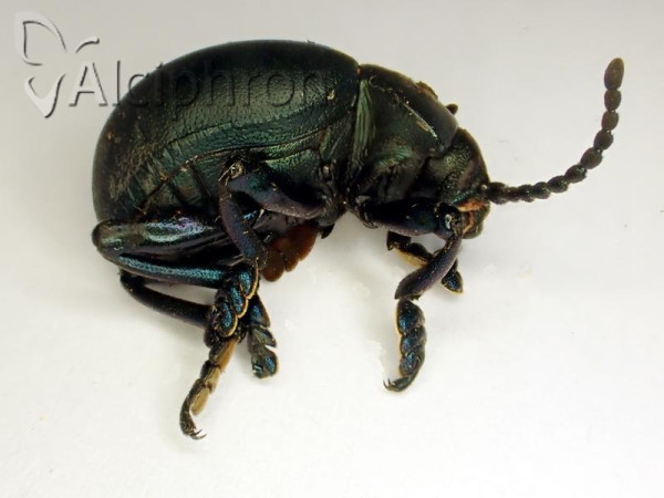 Timarcha tenebricosa