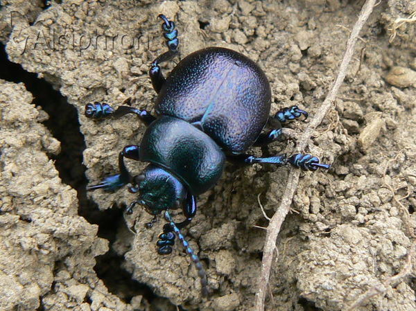 Timarcha goettingensis
