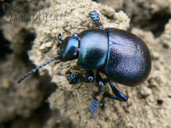 Timarcha goettingensis