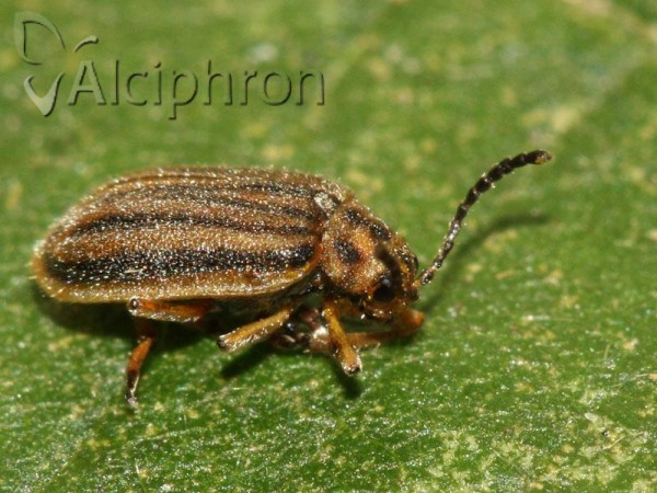 Ophraella communa