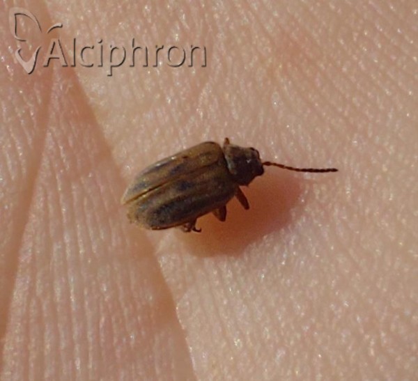 Ophraella communa