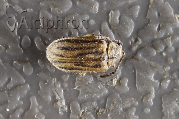 Ophraella communa