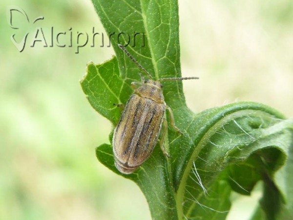 Ophraella communa