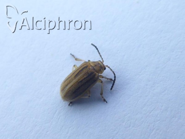 Ophraella communa