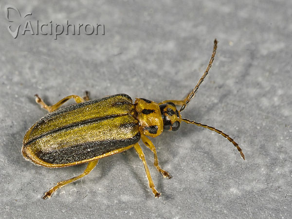 Xanthogaleruca luteola