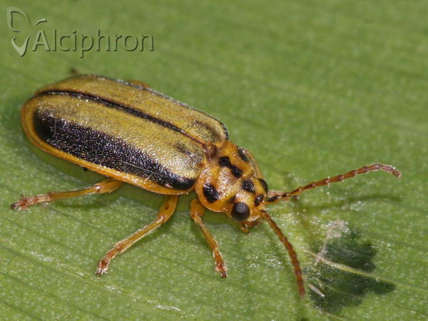 Xanthogaleruca luteola