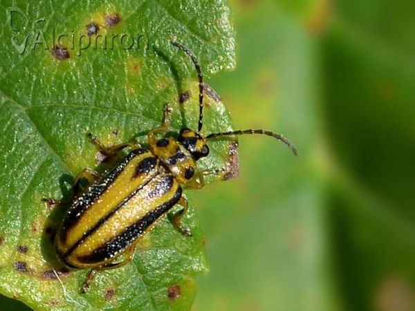 Xanthogaleruca luteola