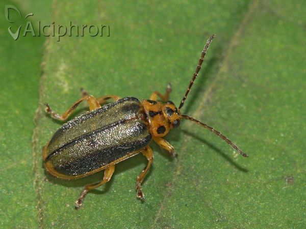 Xanthogaleruca luteola