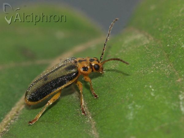 Xanthogaleruca luteola