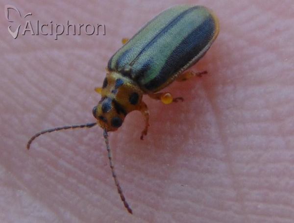 Xanthogaleruca luteola