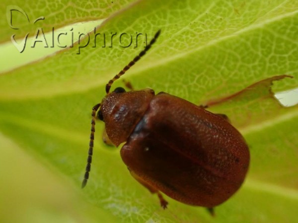 Lochmaea crataegi
