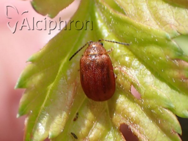 Lochmaea crataegi