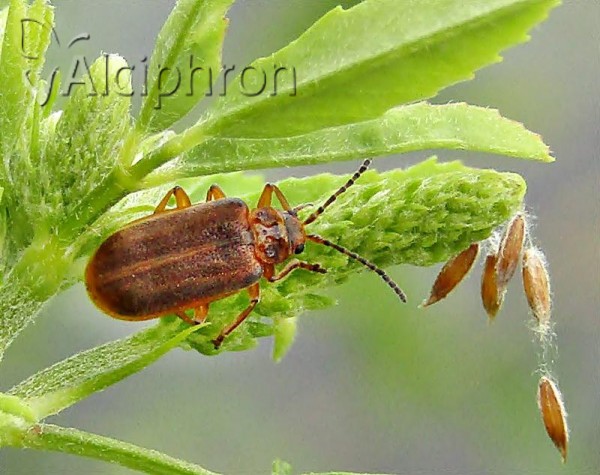 Galerucella nymphaeae