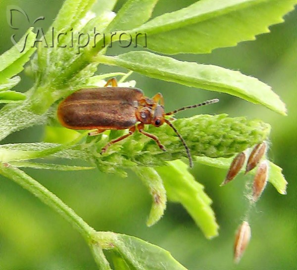 Galerucella nymphaeae