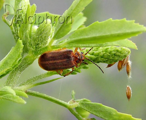 Galerucella nymphaeae