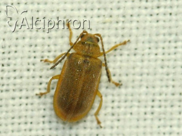 Galerucella nymphaeae