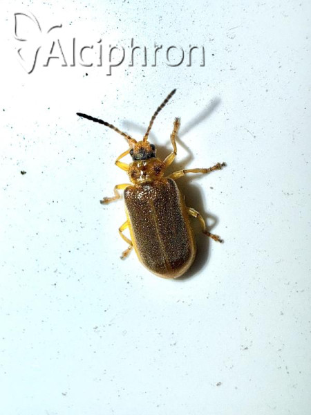 Galerucella nymphaeae