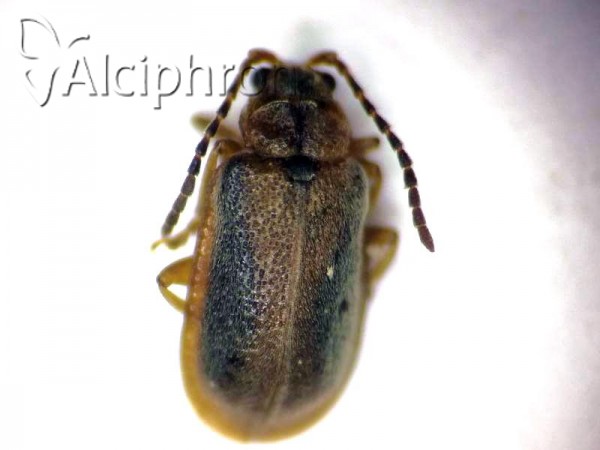 Galerucella calmariensis