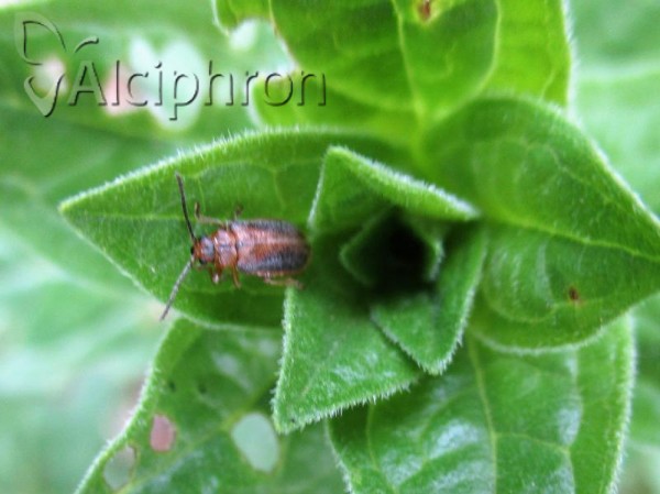 Galerucella lineola