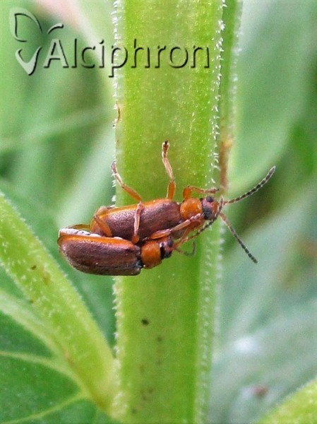 Galerucella tenella