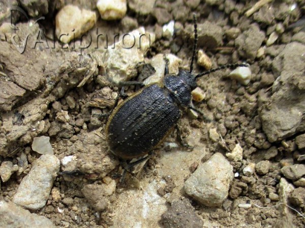 Galeruca jucunda