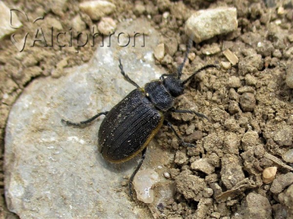 Galeruca jucunda