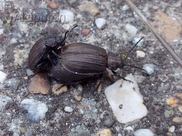 Galeruca pomonae