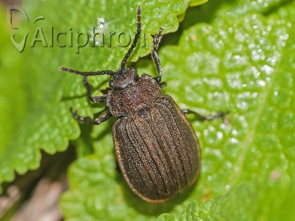 Galeruca pomonae