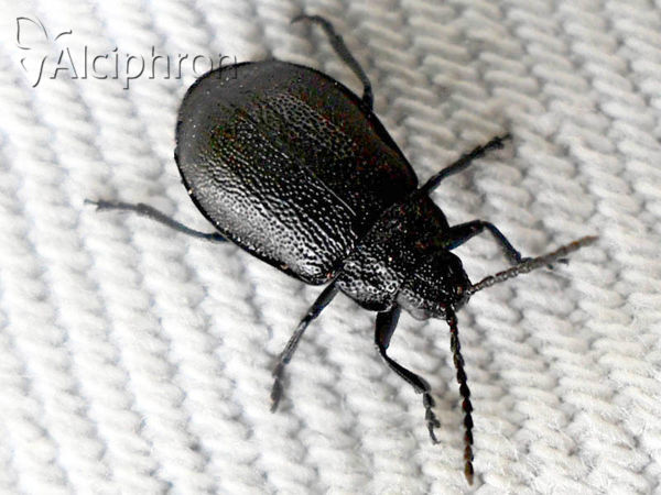 Galeruca tanaceti