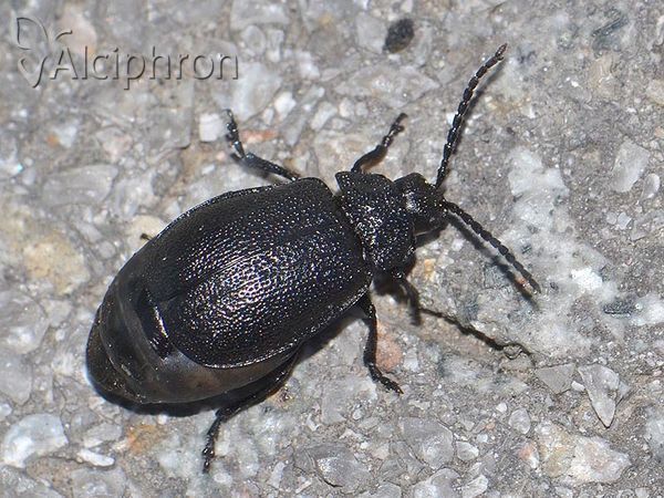 Galeruca tanaceti