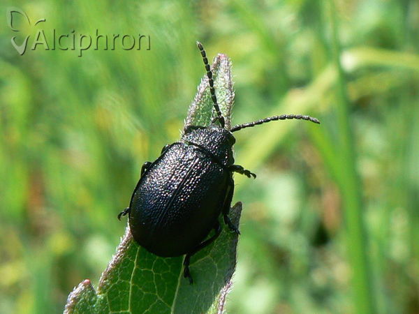Galeruca tanaceti