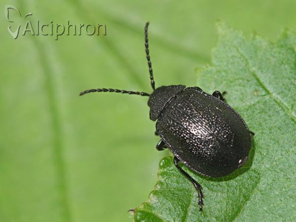Galeruca tanaceti