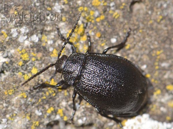Galeruca tanaceti