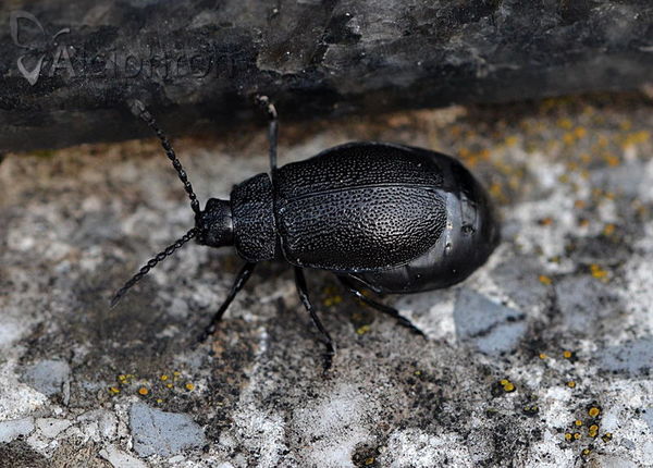 Galeruca tanaceti