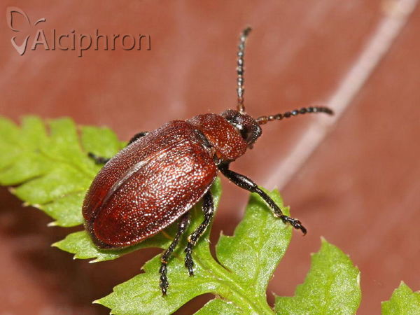 Galeruca rufa