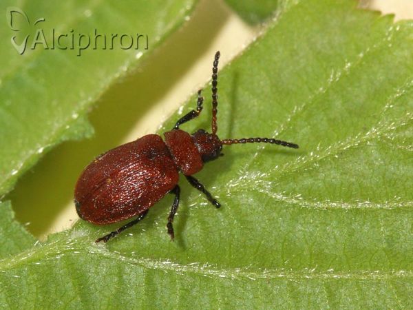 Galeruca rufa