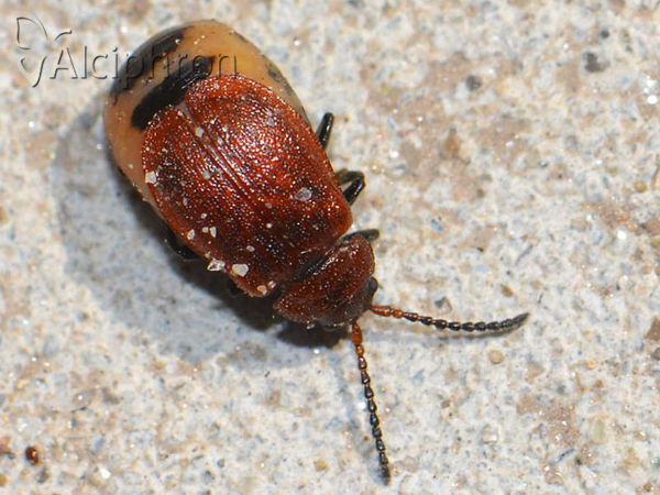 Galeruca rufa