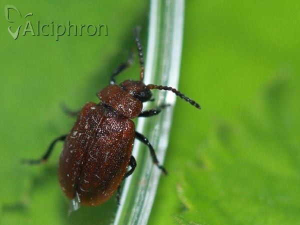 Galeruca rufa