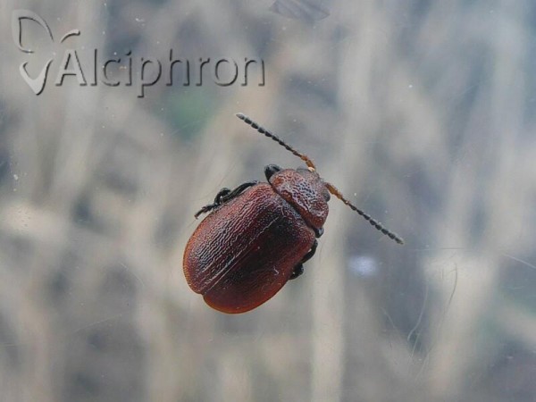 Galeruca rufa
