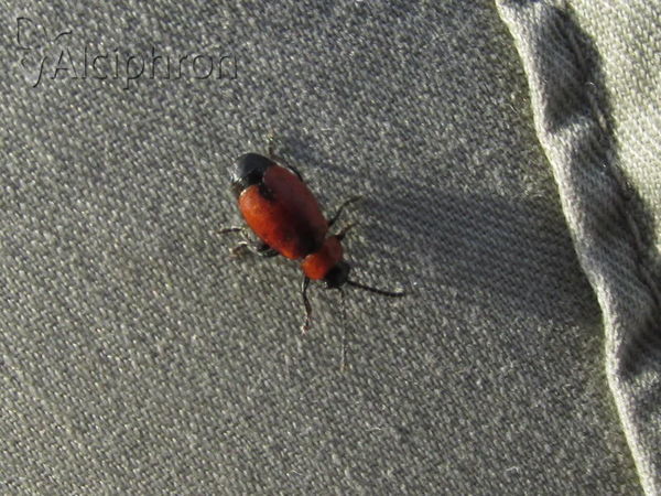 Galeruca melanocephala