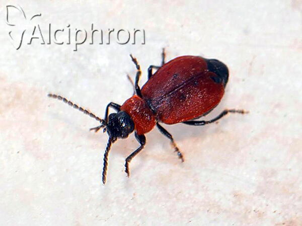 Galeruca melanocephala