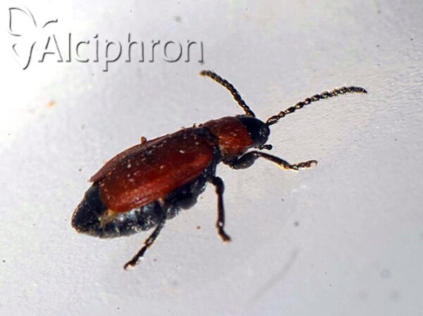 Galeruca melanocephala