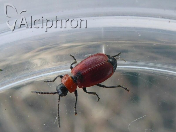 Galeruca melanocephala